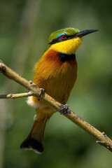 Little bee-eater faces right on thin branch