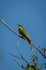 Little bee-eater on branch staring toward camera