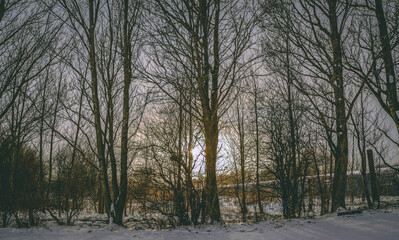 Bare Winter Trees With Snow On Ground And Sunlight In Background