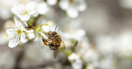 Bee on a flower of the white cherry blossoms. White flowers bloom in the trees. Spring landscape with blooming sakura tree. Beautiful blooming garden on a sunny day. Copy space for text.