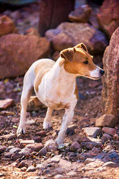 Three Legged Dog At A Shelter