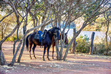 two saddled horses tight by a tree