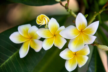 Fototapeta na wymiar frangipani flowers in the garden