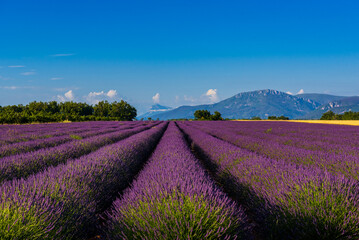 Plakat Lavendelfeld in der Provence / Valensole