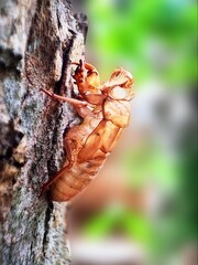 ant on a tree