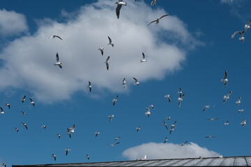 birds in the sky