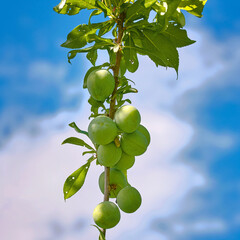 Green plums hanging on tree branch against blue sky. Unripe green plum tree branch. Plum hanging on tree branch. Green natural background with fruits.