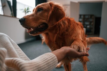 Holding the paw. Cute golden retriever is in domestic room with his owner, beautiful young woman