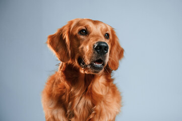 Front view. Cute golden retriever dog is sitting indoors against white and blue colored background in the studio