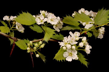 Fan-Leaved Hawthorn (Crataegus flabellata). Flowering Branch Closeup