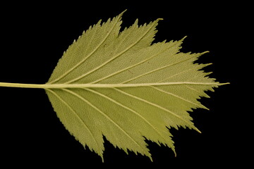 Fan-Leaved Hawthorn (Crataegus flabellata). Leaf Closeup