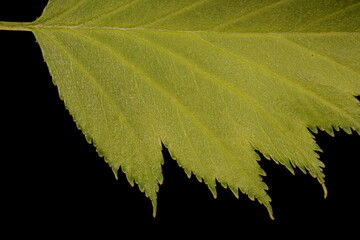 Fan-Leaved Hawthorn (Crataegus flabellata). Leaf Detail Closeup
