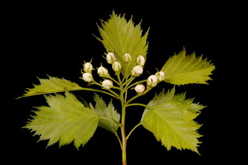 Fan-Leaved Hawthorn (Crataegus flabellata). Budding Flowers Closeup
