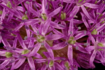 Ornamental Onion (Allium aflatunense). Inflorescence Detail Closeup - obrazy, fototapety, plakaty