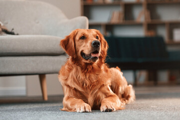 Calm pet is relaxed, lying down on the floor. Cute Golden retriever dog is indoors in the domestic room © standret