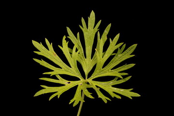 Meadow Buttercup (Ranunculus acris). Basal Leaf Closeup