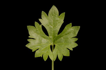 Goldilocks Buttercup (Ranunculus auricomus). Basal Leaf Closeup
