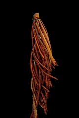 Marsh Labrador Tea (Rhododendron tomentosum). Wintering Twig Closeup