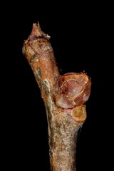 Staff Vine (Celastrus orbiculatus). Pseudoterminal Bud Closeup