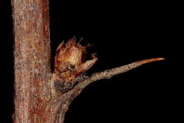 Thunberg's Barberry (Berberis thunbergii). Lateral Bud Closeup