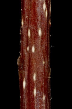 Alder Buckthorn (Frangula alnus). Wintering Twig Detail Closeup