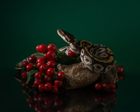 Baby ball python lies on a stone surrounded by red berries on dark green background. Beautiful photo of a snake in the studio. Exotic pet portrait. High quality horizontal photo of Mojave ball python