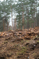 Obraz premium Deforestation process. Deforestation progress on the forests in Europe.