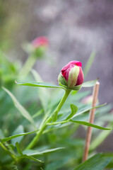 Ein Portrait einer Blüte der Pfingstrose. Eine schöne rote Blüte.