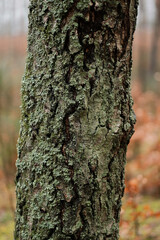 Old tree bark in the forest. Grunge wooden texture.