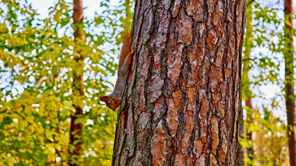 Cute funny squirrel on a pine tree in a forest park on a warm sunny day