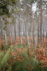 Forest in the polish countryside.  Nature of the polish forests. Spring in the forest.