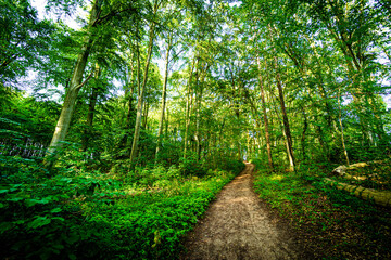 Deutscher Wald rügen