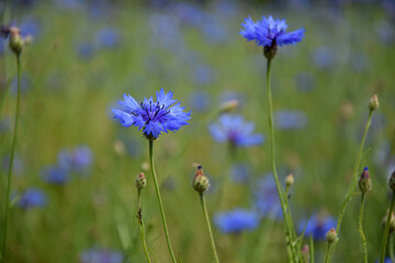 Kornblumen auf einer Wiese