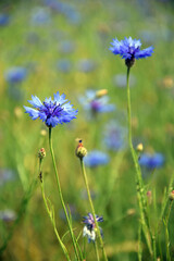 Obraz premium Kornblumen auf einer Wiese