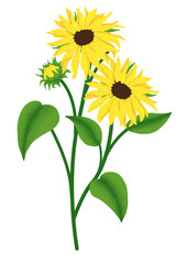 Flowers set illustration PNG