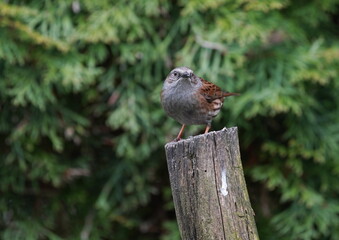 dunnock in the garden,heckenbraunelle im garten