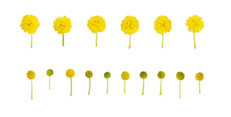 Bouquet of fresh spring yellow flower mimosa isolated on white background, as a gift for Mom's day or Valentine's day. Floral symbol of spring, heat and sun, png, DOF. Shallow depth of field