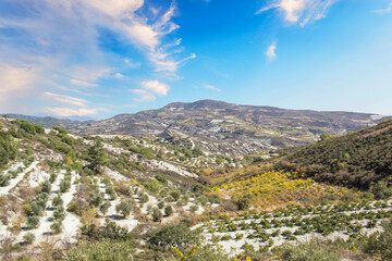 Fototapeta na wymiar Beautiful view of the grape terraces of Cyprus