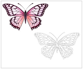 Obraz premium collection of colorful butterflies. Vector art for coloring book page for kids. They will love it.