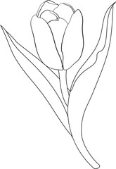 Hand drawn tulip single flower in outline style. Tulip for spring print and logo in line art style.