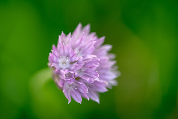 Schnittlauchbl&uuml;te in Nahaufnahme