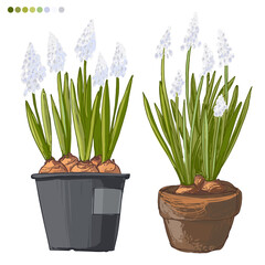 Flowers white Spring vector line drawing. Muscari line drawn on a white background. Sketch line.