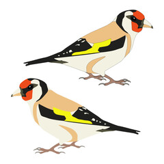 Forest bird goldfinch flat with shadows realistic on white background