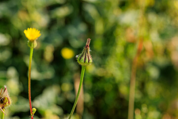 Wildflower Trail Up Close: Macro Photography