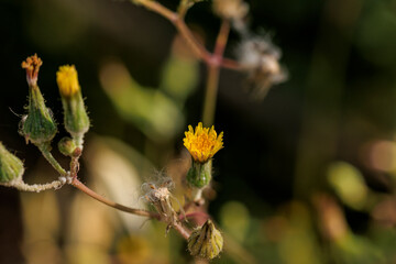 Wildflower Trail Up Close: Macro Photography