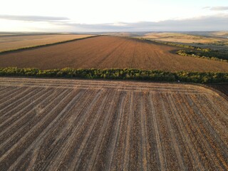 summer harwesting corn farm field ukraine 2022