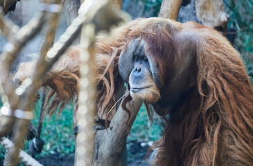 Old male orangutan taking a siesta.