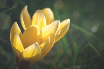 Yellow crocus blossom in early sunlight in garden during spring time