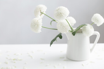 white chrysanthemums in jug on white background
