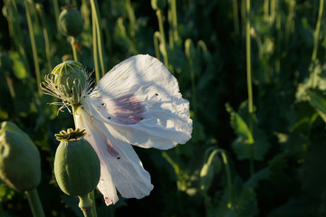 Opium poppy flower in backlight
